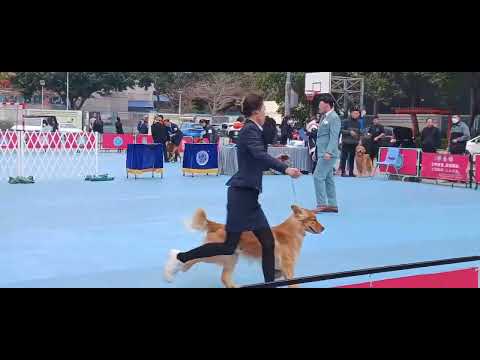 HONGKONG  DOG COMPETION