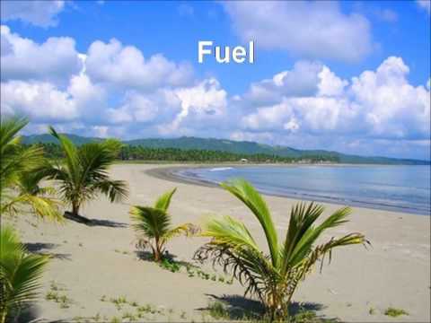 Is The Coconut Palm Rightly Called The Tree of Life