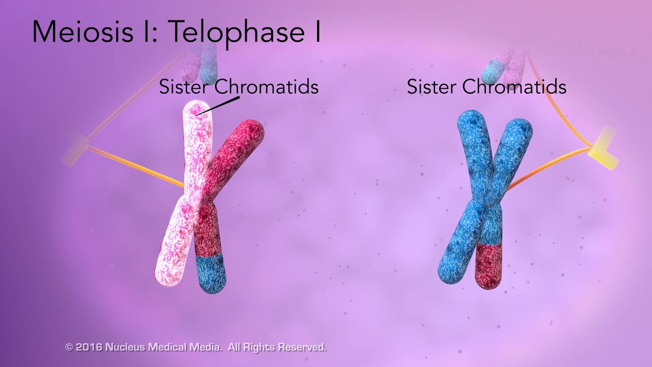 What phase are daughter chromosomes formed?