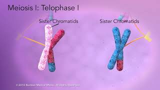 Meiosis