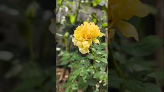 Bugs attacked my rose garden #harmoncrafthome #garden  #rose