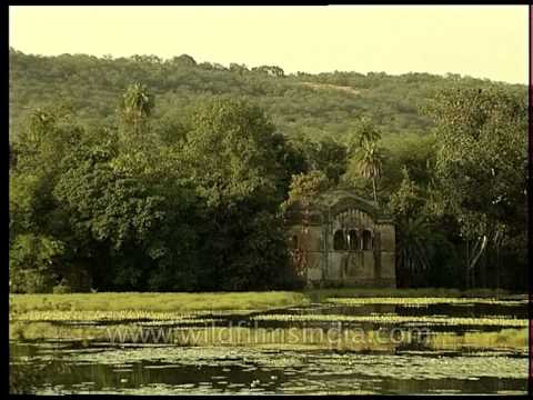 Ranthambore video