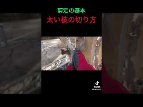 園芸 トウダイグサの木を切る