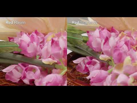 RED Raven 4.5K vs RED Scarlet W 5K with Canon 100mm Macro lens
