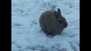 Marshmallow World - Brenda Lee