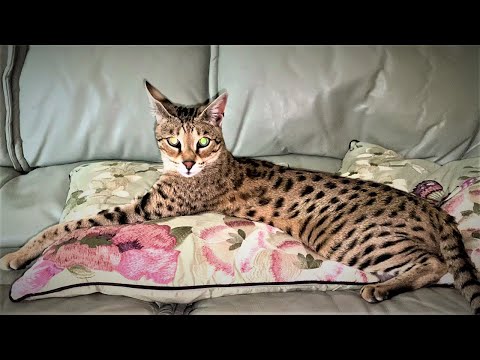 Top 10 Tips on owning a Savannah cat