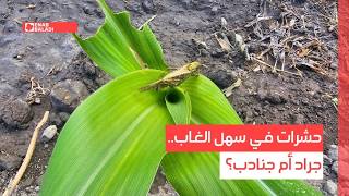 حشرات في سهل الغاب.. جراد أم جنادب؟