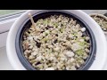 Planting Lithop Seeds & Young Lithops