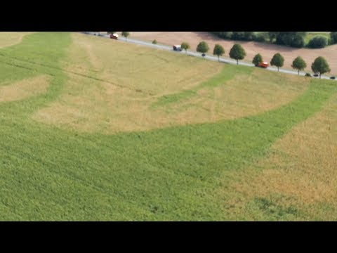 KWS Mais-Blog 2019 - Teil 12 (Drohnenbilder und SAT-TS)