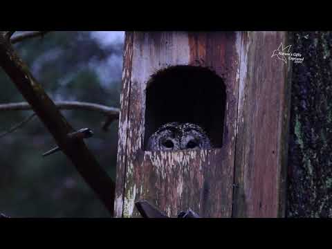 Barred Owl Nest Box