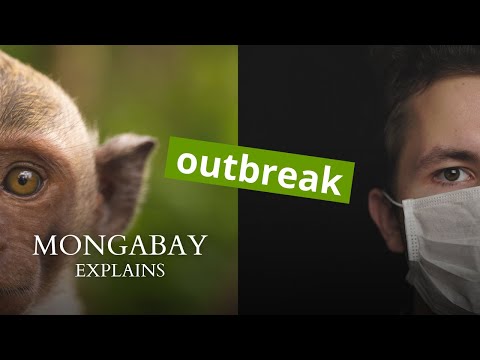 What is the origin of zoonotic diseases? | Mongabay Explains