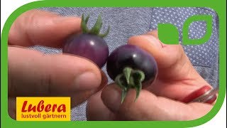 Die Stabtomate 'Indigo Blueberry'