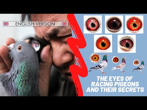 , title : 'The eyes of racing pigeons and their secrets - 🇬🇧  ENGLISH VERSION 🇺🇸'