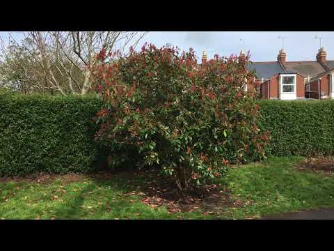 download lagu mp3 mp4 Is Photinia Red Robin Poisonous, download lagu Is Photinia Red Robin Poisonous gratis, unduh video klip Is Photinia Red Robin Poisonous
