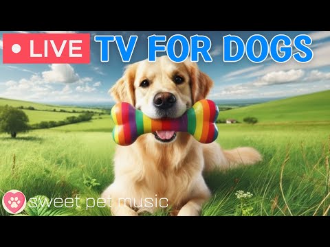 🔴24 Hours of Dog TV🎵🐶Calming Music for Dog Sleep🐾🩷Soothing Music for Dogs with Stress and Anxiety