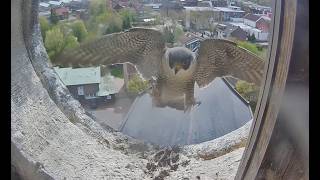 Wanderfalken Lingen Live DE Kamera 2 | Peregrine Falcon Lingen Germany Cam 2 | Day 09.08.2026 live webcam
