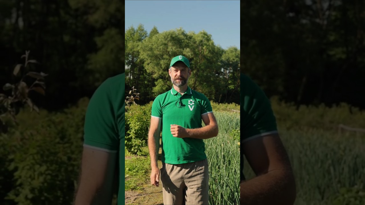 Забудьте о луковой и морковной мухе навсегда! Вот как просто и эффективно избавиться от вредителей