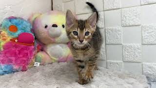 ベンガルの動画01