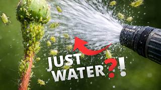 Remove Aphids This Instant! This One Trick Saves Your Entire Garden
