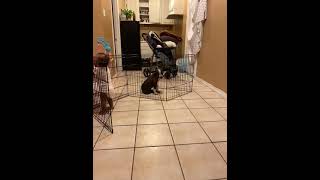 Rough Collie Puppies Videos