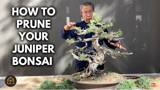 Bonsai Technique: How to Make Your Bonsai Branch Out at the Right Places