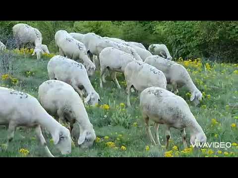 Tatin Qehaja 20-05-021