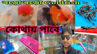 Aquarium Fish Serampore Pet Market | Aquarium Fish | Serampore Pet Market | Shrirampur Fish Haat 