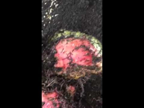 Worms with 1/2 watermelon