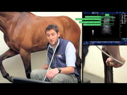 IMV imaging Ultrasonography of the Distal Limb video 6 - The proximal metacarpus - zones 1A & B