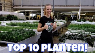 Dit zijn de POPULAIRSTE en LEUKSTE AQUARIUMPLANTEN! //Nickey//