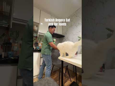 Turkish Angora Cat asks for food #turkishangora #funnycats