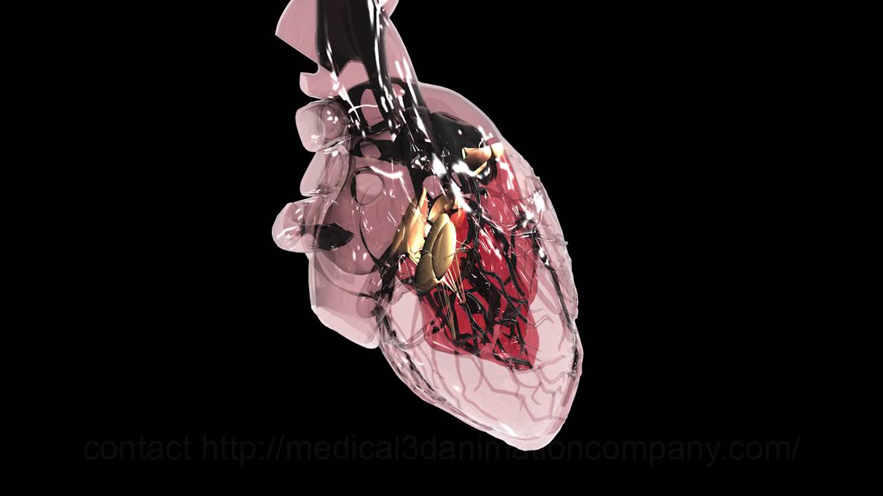 heart anatomy blood flow valves 3d medical animation company studio 3d visualization healthcare san