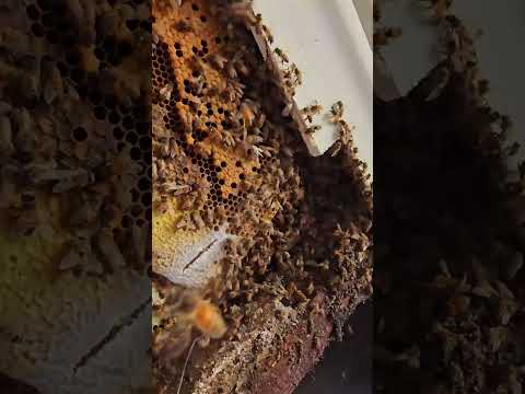 Human Sized Beehive In A Motel Wall! #nature #bees #shorts