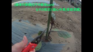 [農家の菜園]21/05/11なすの栽培part3 摘心と剪定作業　[家庭菜園]