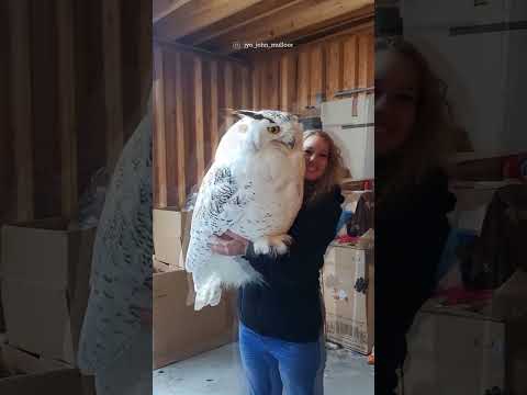 A big white owl... the world's biggest owl ...👍🏻@ eagleeyes505