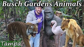 From Alligators to Zebras, Busch Gardens: A Wildlife Lover's Paradise