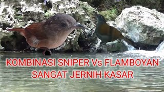 Download lagu Masteran Kombinasi Tepus dada putih (SNIPER ) Vs FLamboyan FULL BESETAN KASAR  PANJANG mp3 Download lagu Masteran Kombinasi Tepus dada putih (SNIPER ) Vs FLamboyan FULL BESETAN KASAR  PANJANG mp3