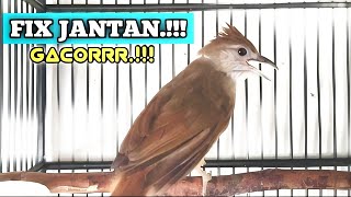 Download lagu Suara Kapas tembak jantan cocok untuk pancingam mp3