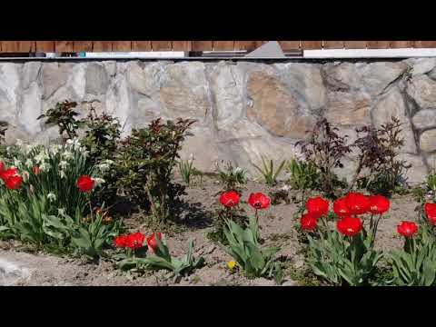 Cazare Targu Jiu, Primavara la Casa Cartianu