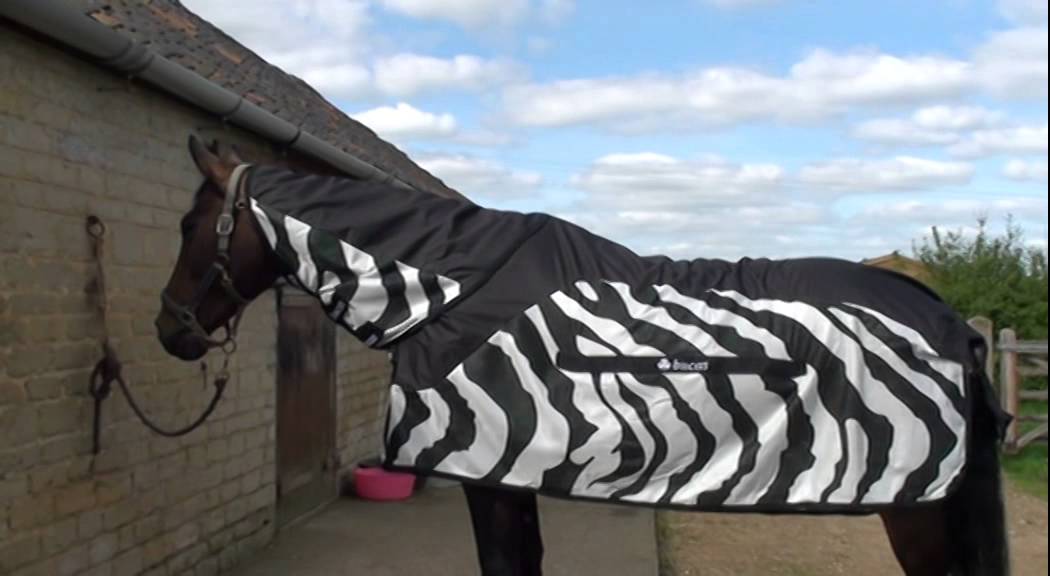 Fly Rug Test | Your Horse