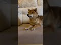 Shiba Inu welpen kaufen