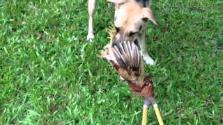 Chicken with its head cut off