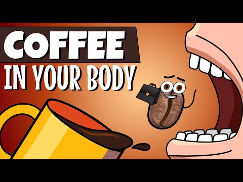 Inside Your Body When You Drink Coffee | Organismo