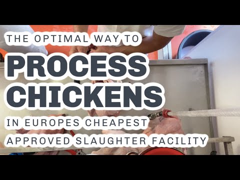 THE BEST WAY TO EVISCERATE CHICKENS in Europes cheapest approved facility