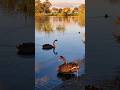 Black Swans #shorts
