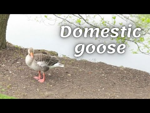 , title : 'Domestic goose.'