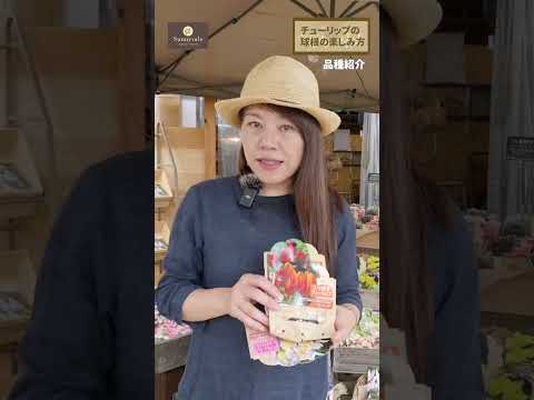 春に美しい花を咲かせるためにチューリップの球根を植える時期はいつ頃でしょうか?やり方は？ +ビデオ  庭園