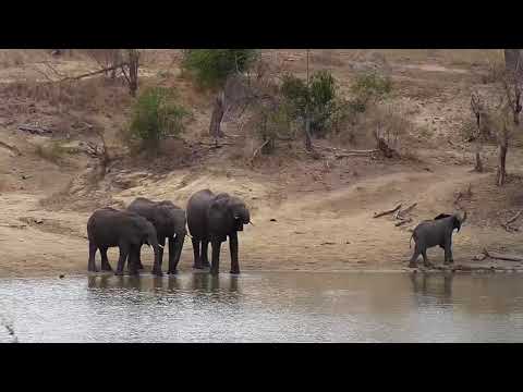 Djuma: Elephants get quick drink at dam and then over the dam wall - 08:22 - 09/27/20