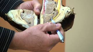 Hoofs - Class video