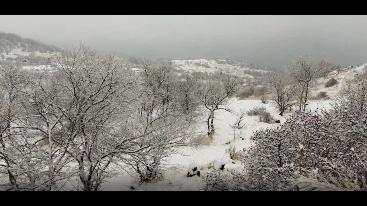 Աշտարակի ոստիկանները բացահայտել են կաղնու ապօրինի հատման 50 դեպք